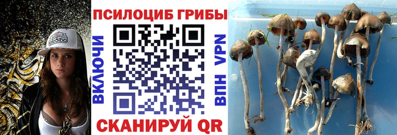 Галлюциногенные грибы Psilocybine cubensis  Купить  Мещовск 